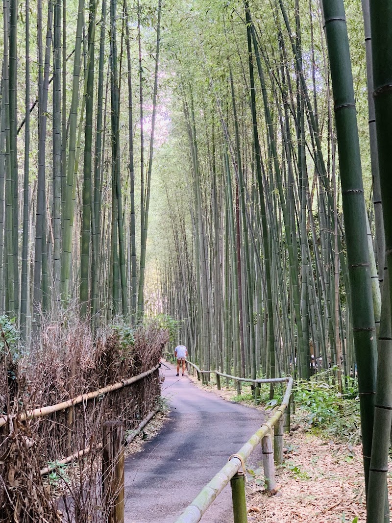 Photo 6 at Arashiyama Bamboo Forest in Kyoto