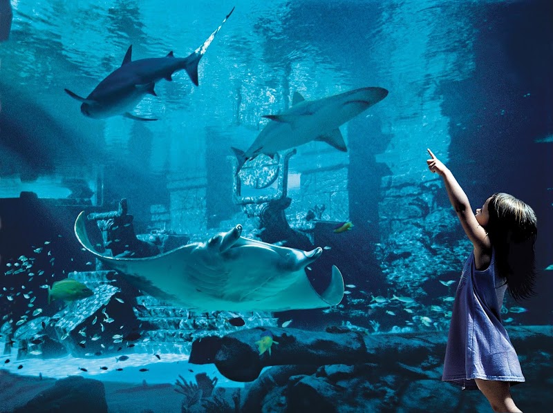 Marine Habitat At Atlantis in Paradise Island