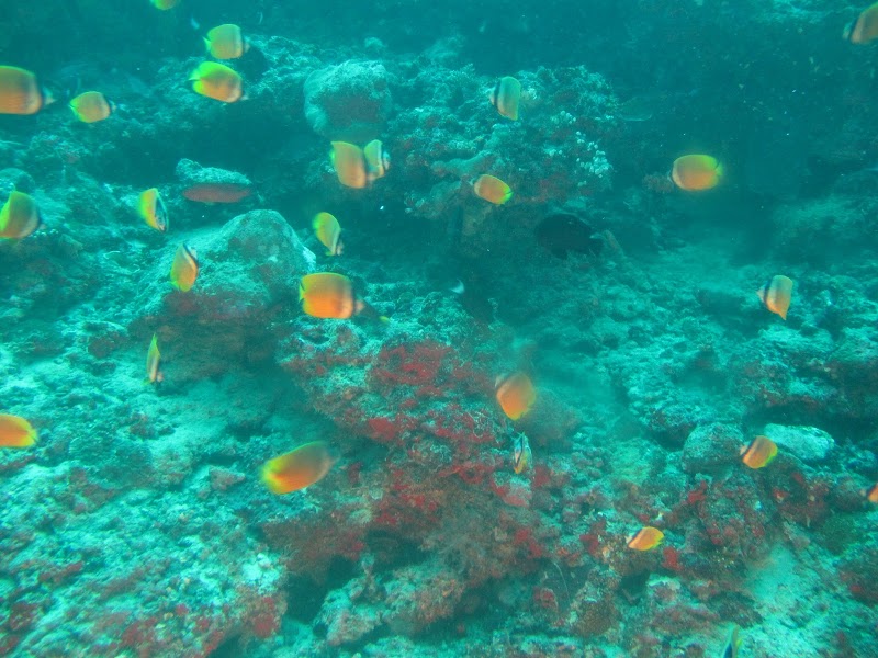 Photo 2 at Whale Submarine in Malé