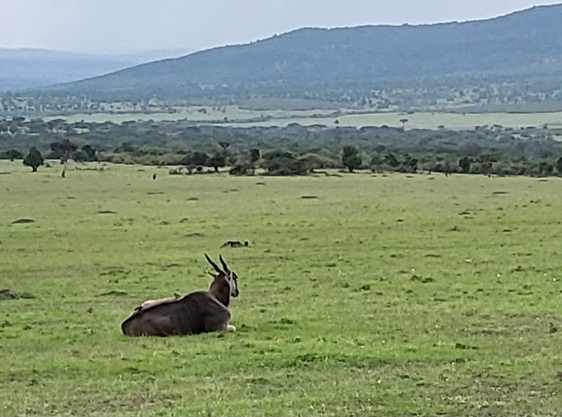 Photo 6 at Maasai Mara National Reserve in 