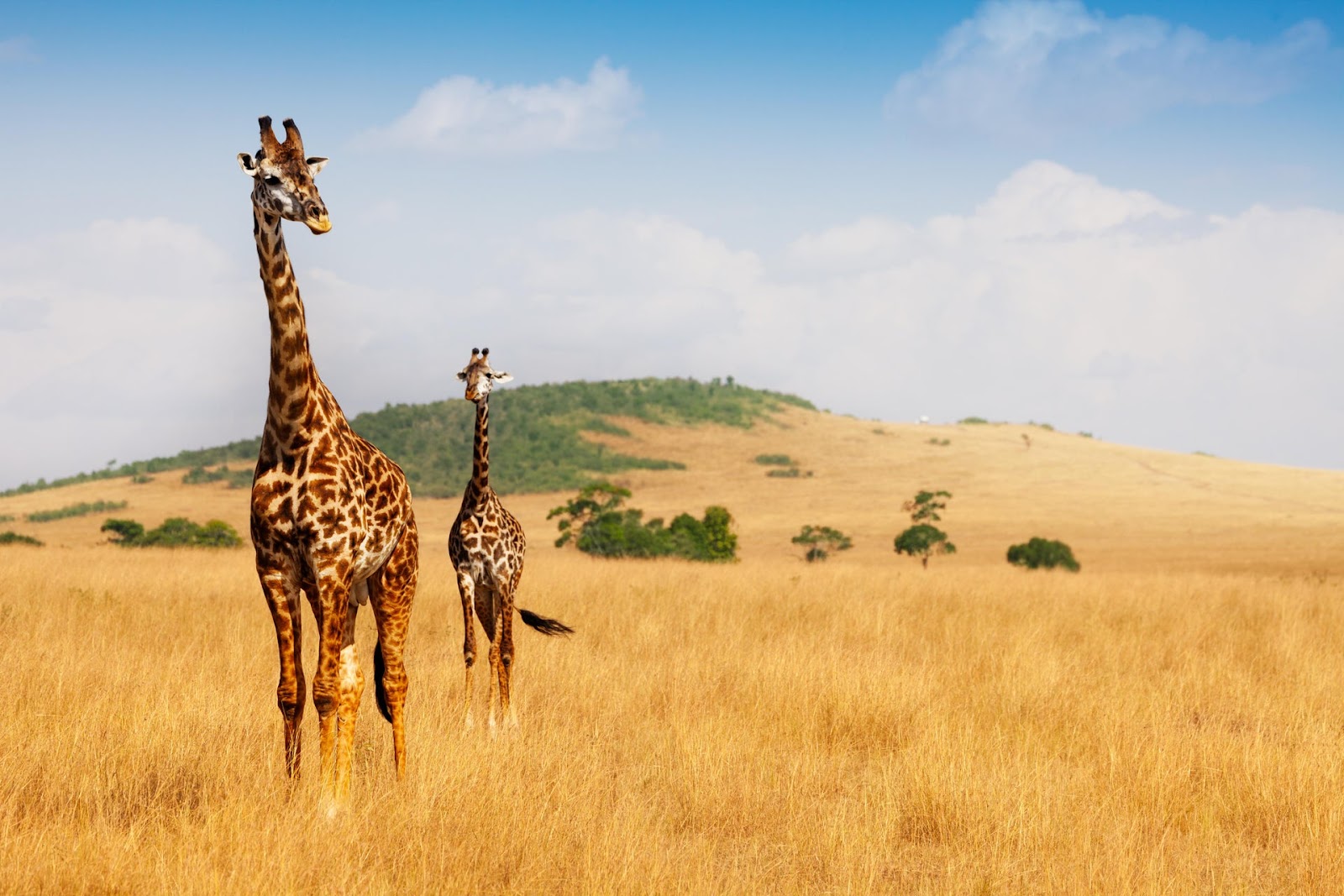Maasai Mara National Reserve in 