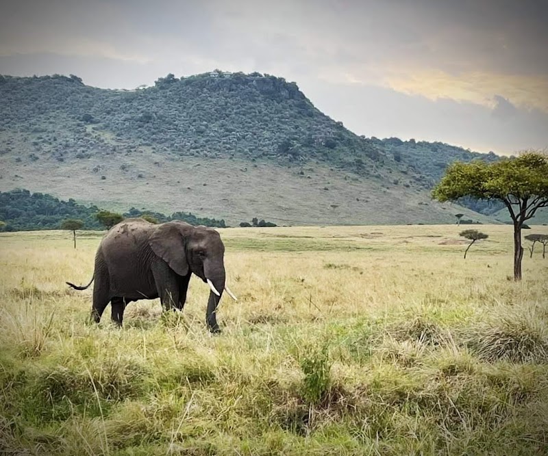 Photo 1 at Maasai Mara National Reserve in 