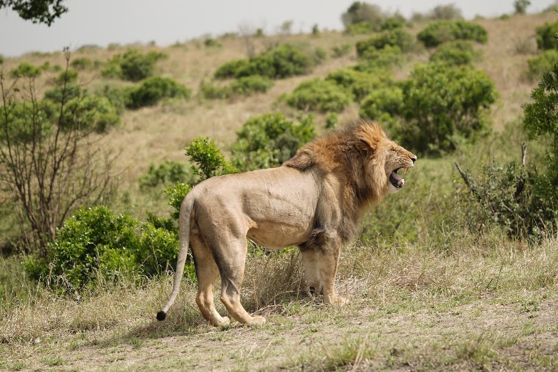 Photo 3 at Maasai Mara National Reserve in 