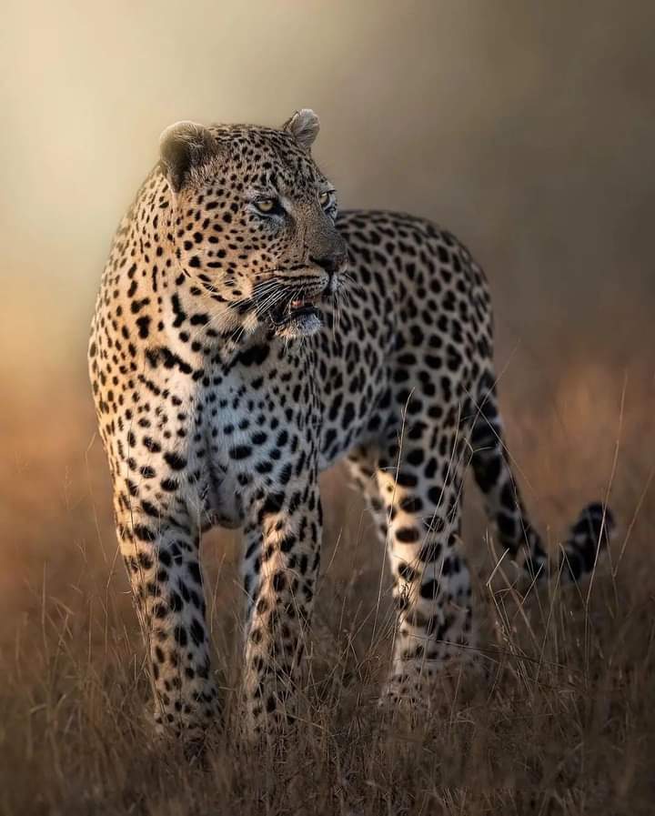 Photo 5 at Maasai Mara National Reserve in 