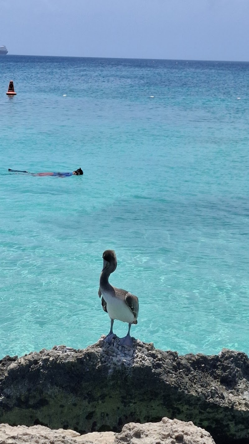 Photo 4 at Tres Trapi Beach in Noord