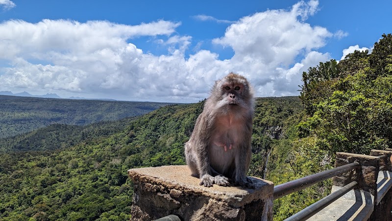Photo 4 at Black River Gorges National Park in 