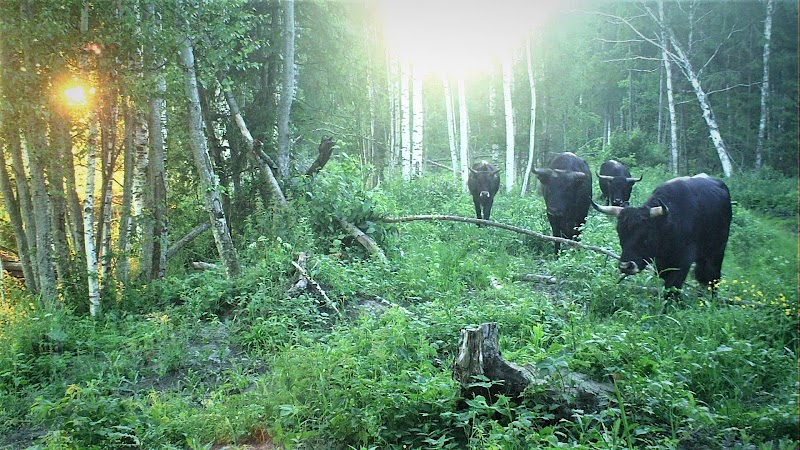 Ķemeri National Park in Jūrmala