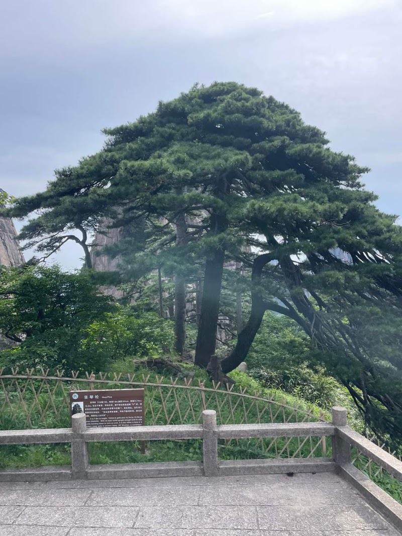 Photo 4 at Huangshan Scenic Area in Huang Shan Shi