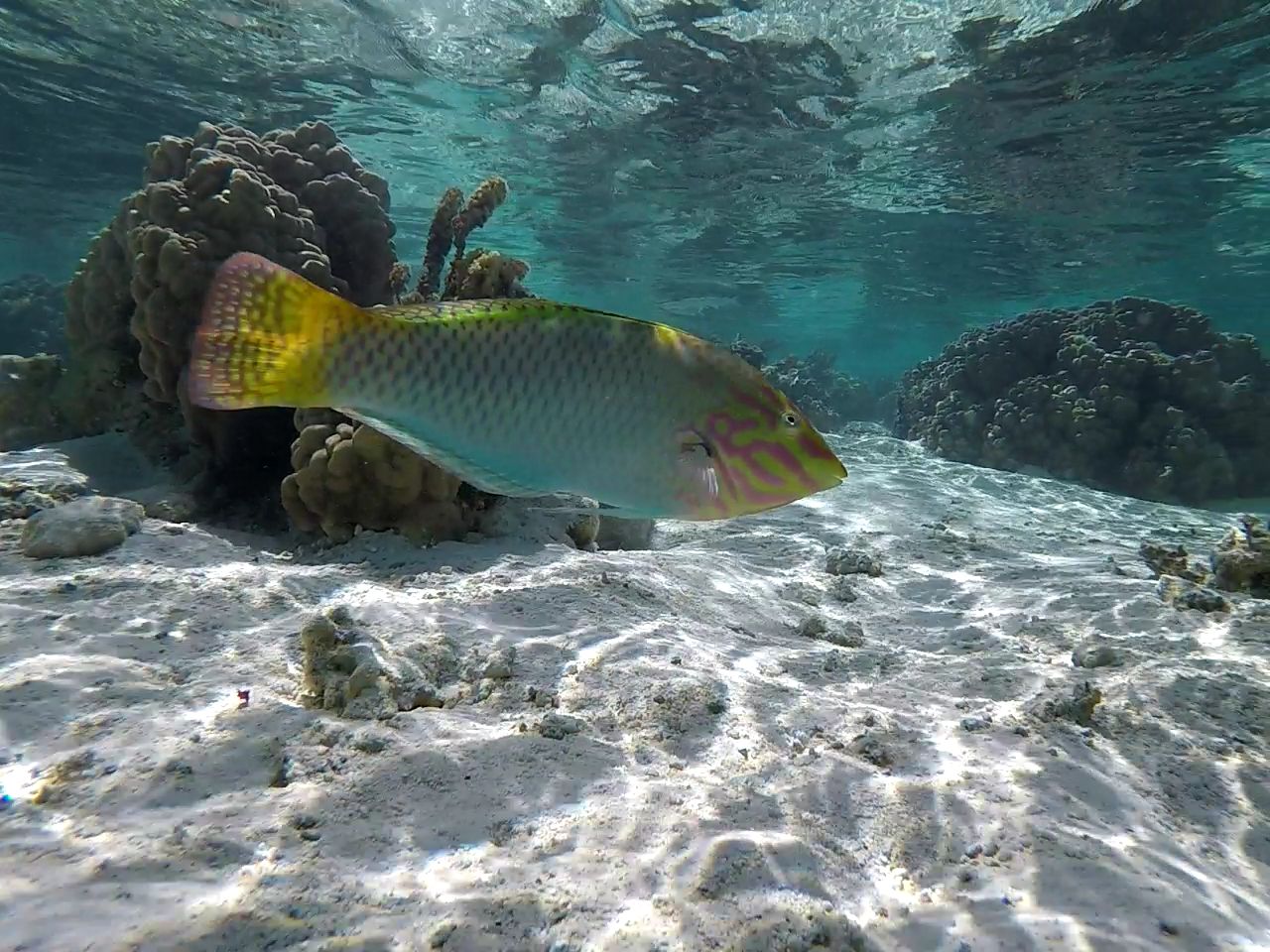 Coral garden in Taha'a