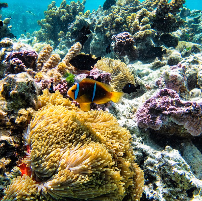 Photo 1 at Coral garden in Taha'a