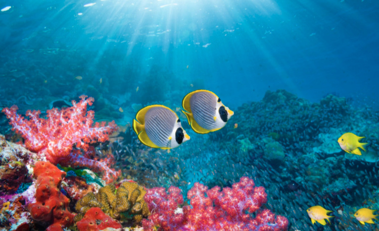 Photo 3 at Coral garden in Taha'a
