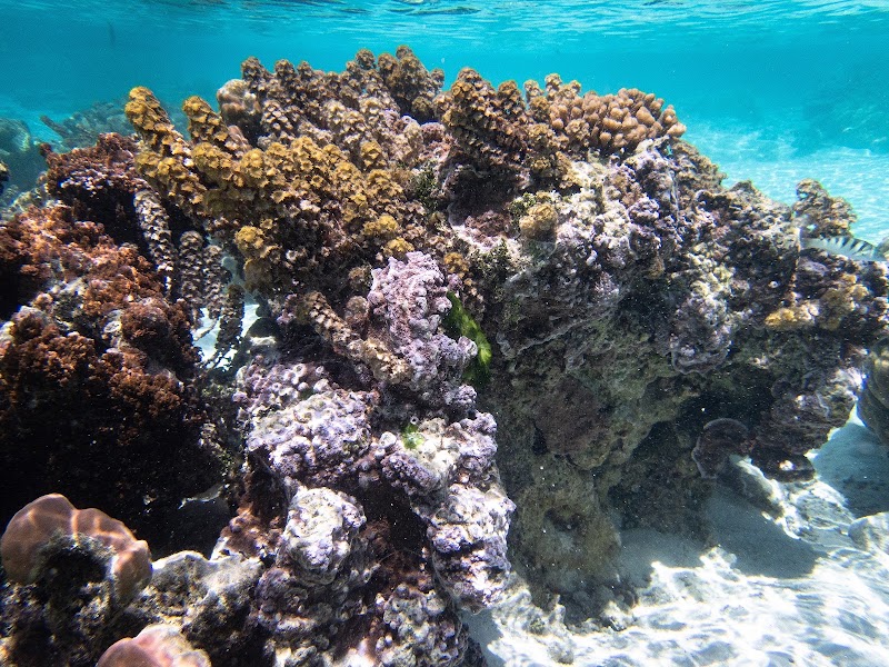 Photo 2 at Coral garden in Taha'a
