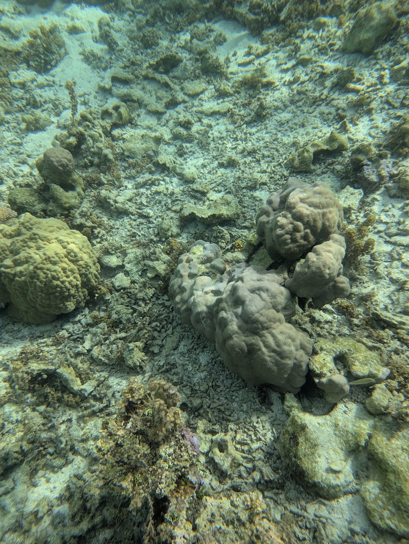 Photo 5 at Coral garden in Taha'a