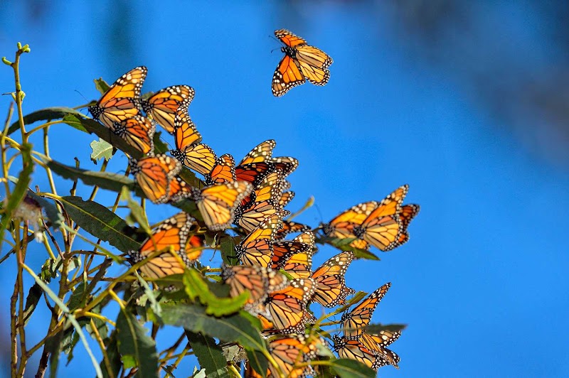 Photo 1 at Mariposa Monarca in 