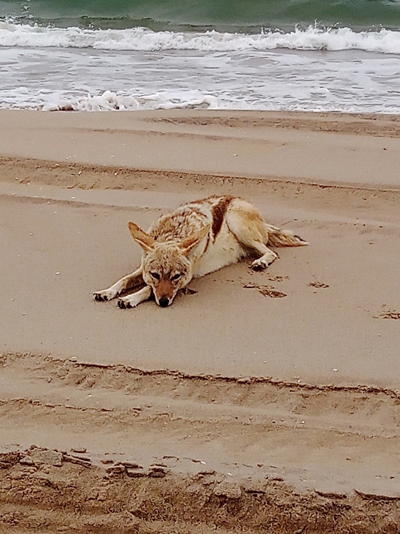 Photo 6 at Sandwich Harbour in Anichab