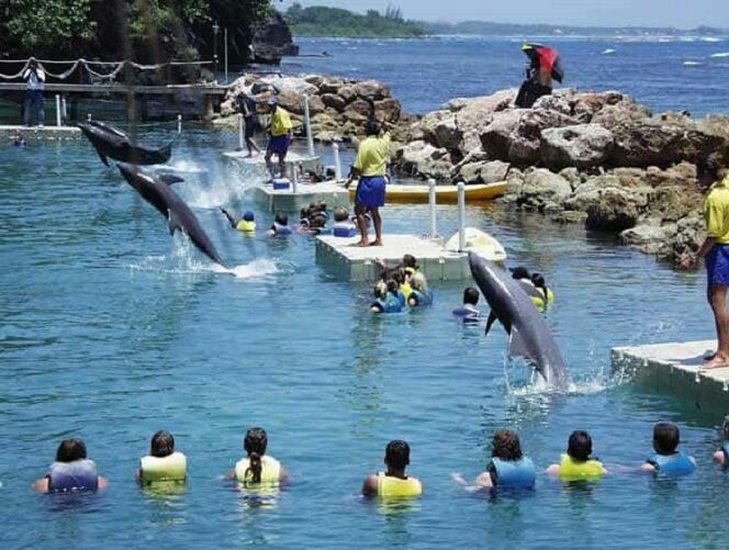 Photo 1 at Dolphin Cove Ocho Rios in Ocho Rios