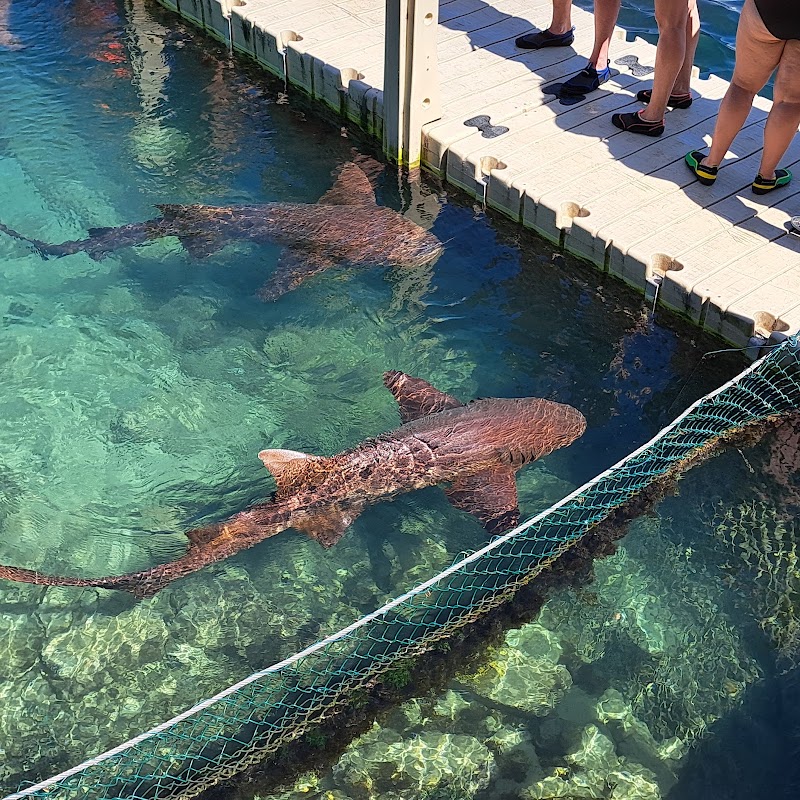 Photo 5 at Dolphin Cove Ocho Rios in Ocho Rios