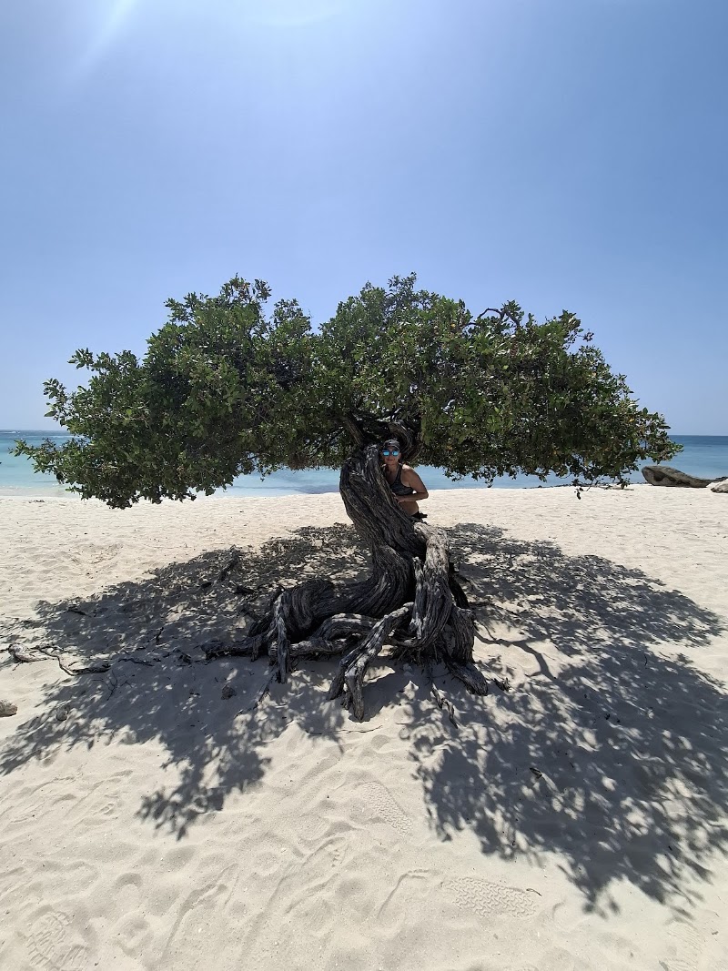 Fofoti Tree in Noord