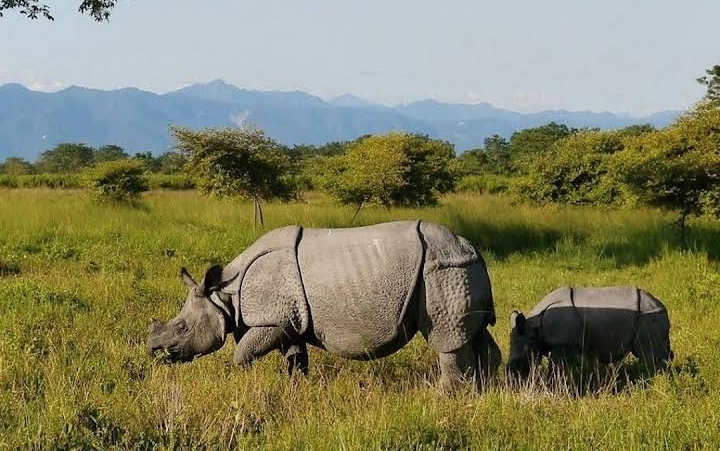 Photo 2 at Manas National Park in 