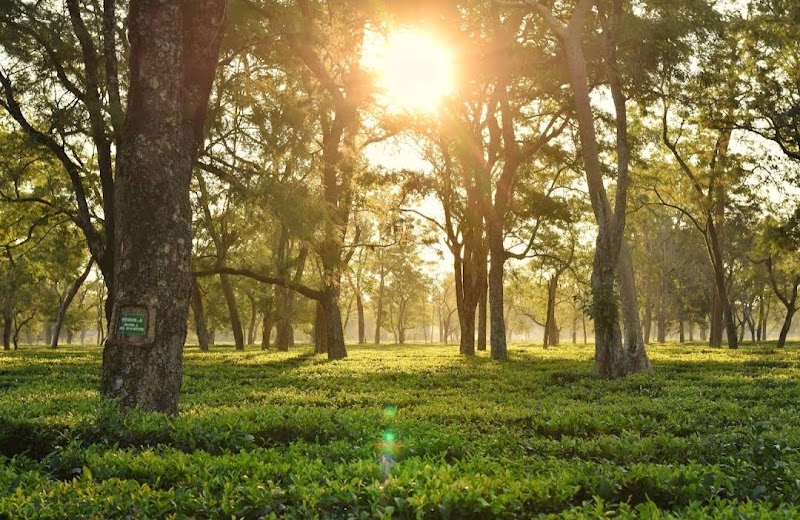 Photo 4 at Manas National Park in 