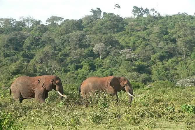 Photo 1 at Aberdare National Park in 