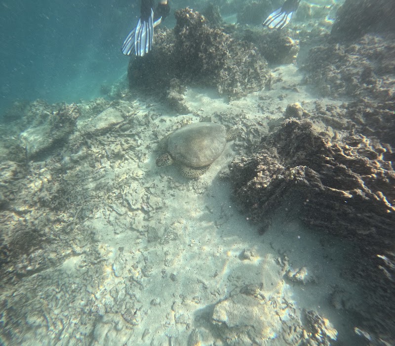 Photo 5 at Snorkel Cook Islands in Takitumu District