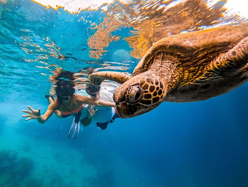 Photo 3 at Snorkel Cook Islands in Takitumu District