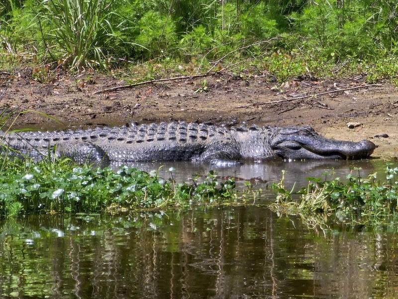 Photo 5 at Magnolia Springs State Park in Millen
