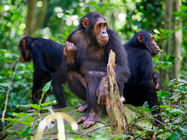 Gombe National Park in 
