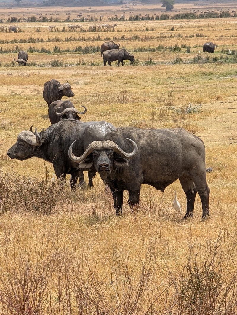 Photo 2 at Ngorongoro Crater ViewPoint in 