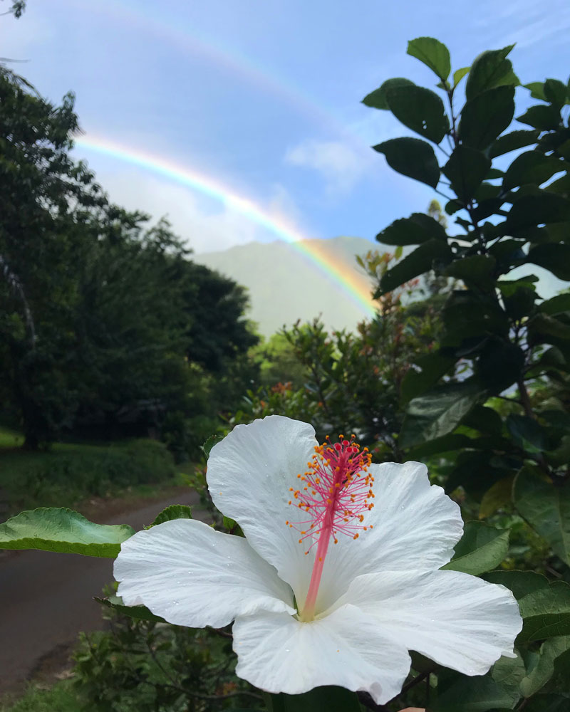 Lyon Arboretum in Honolulu