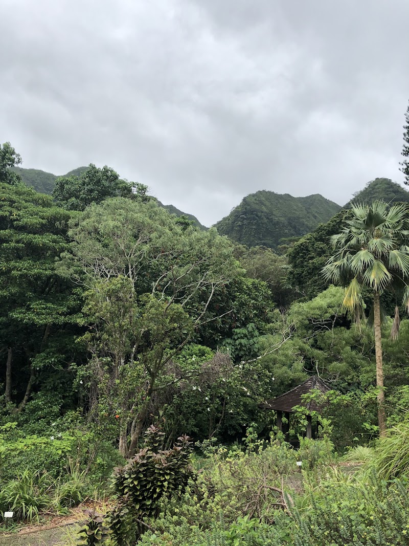 Photo 3 at Lyon Arboretum in Honolulu