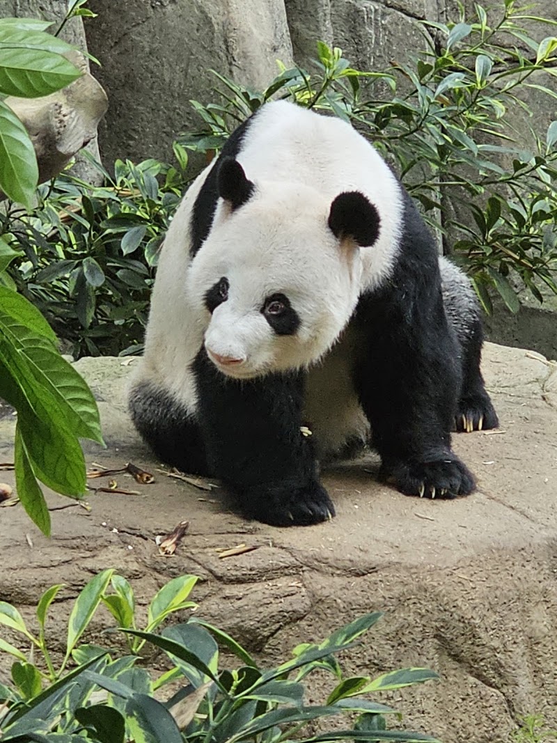 Photo 1 at River Wonders in Singapore