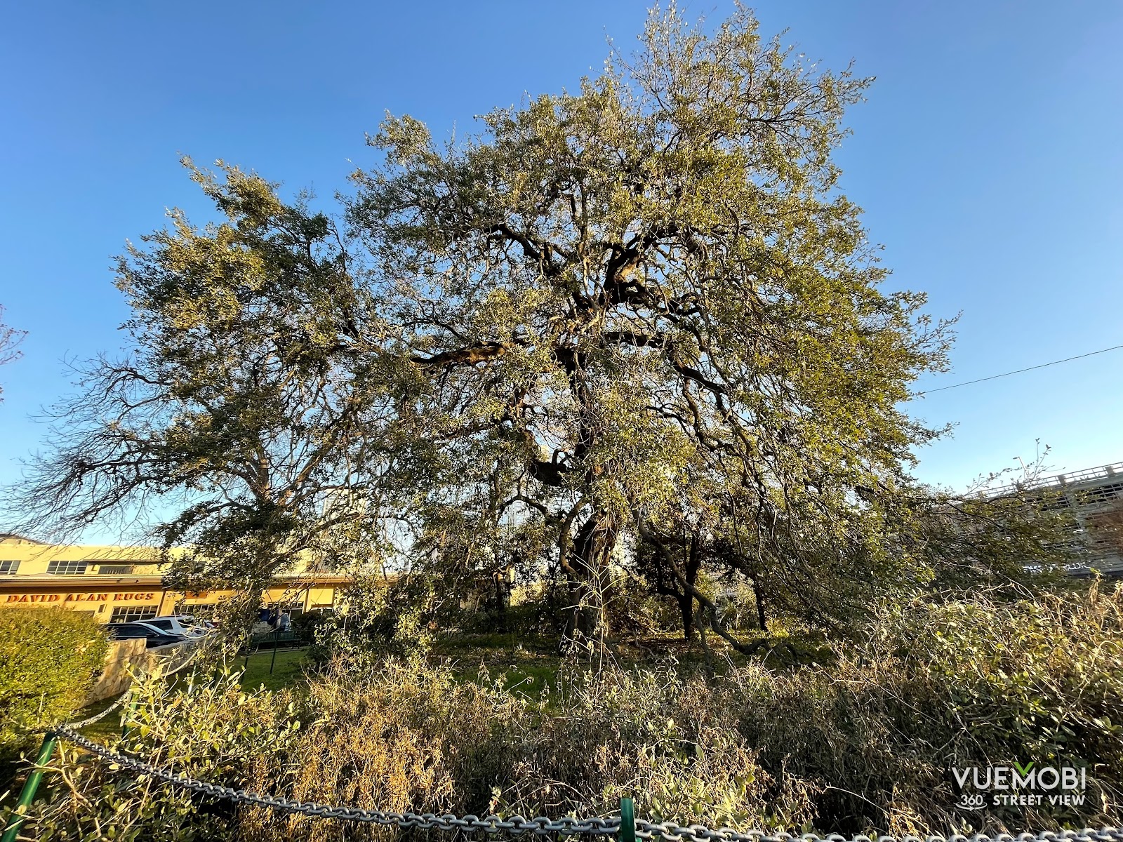 Treaty Oak Square in Austin