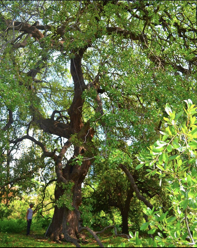 Photo 2 at Treaty Oak Square in Austin