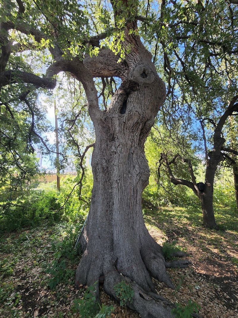 Photo 5 at Treaty Oak Square in Austin