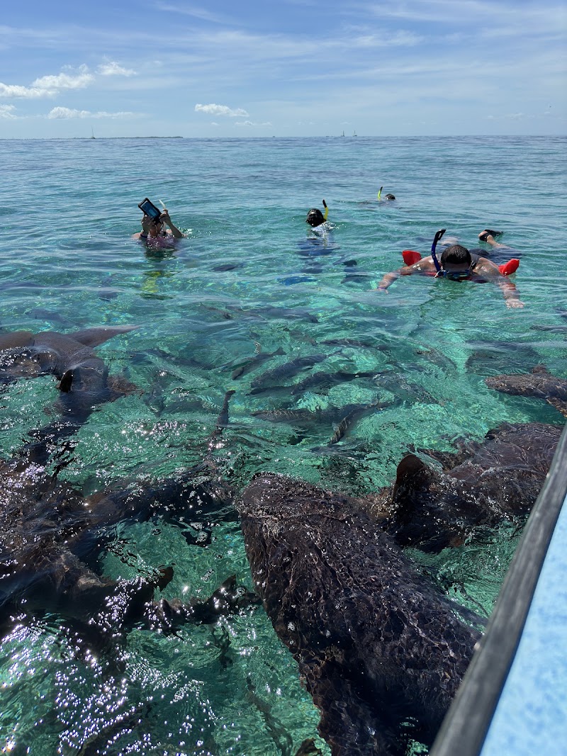 Shark Ray Alley in San Pedro
