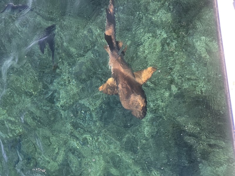 Photo 6 at Shark Ray Alley in San Pedro