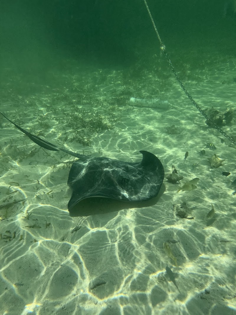 Photo 4 at Shark Ray Alley in San Pedro