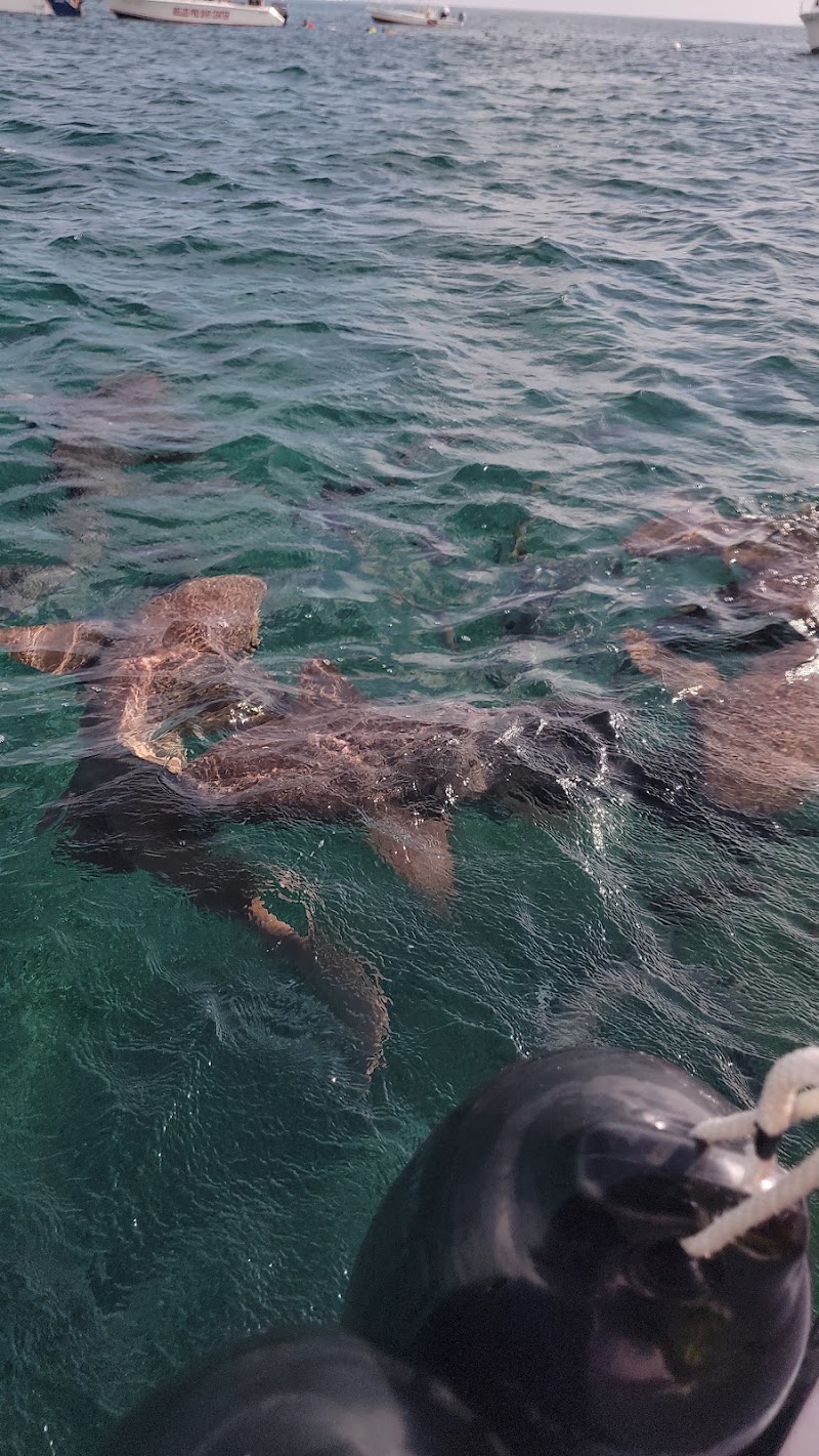 Photo 1 at Shark Ray Alley in San Pedro