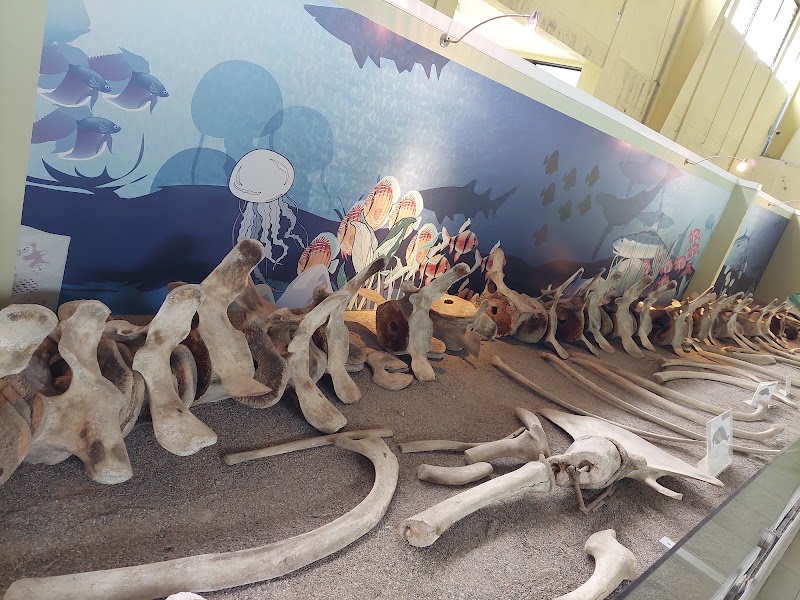 Photo 3 at Museo de Paleontologia y Arqueología de Estanzuela in Estanzuela