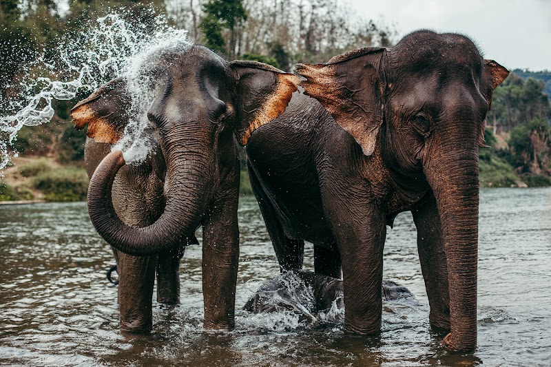 MandaLao Elephant Conservation in Luang Prabang