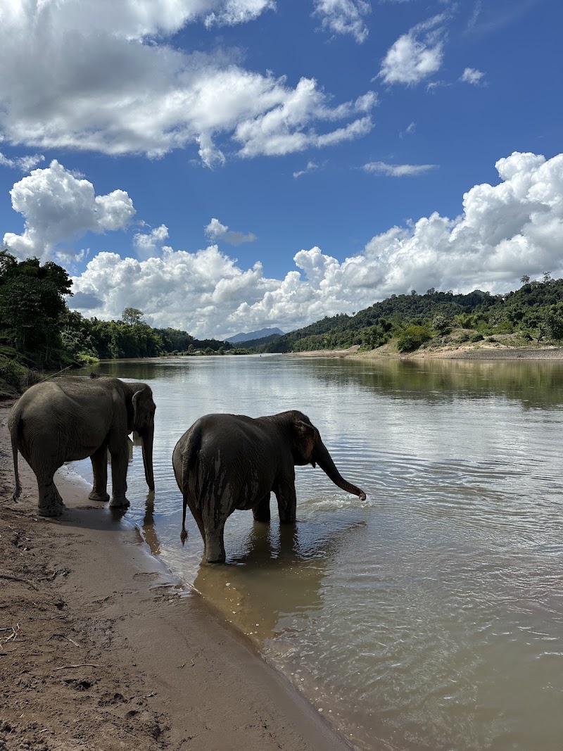 Photo 3 at MandaLao Elephant Conservation in Luang Prabang