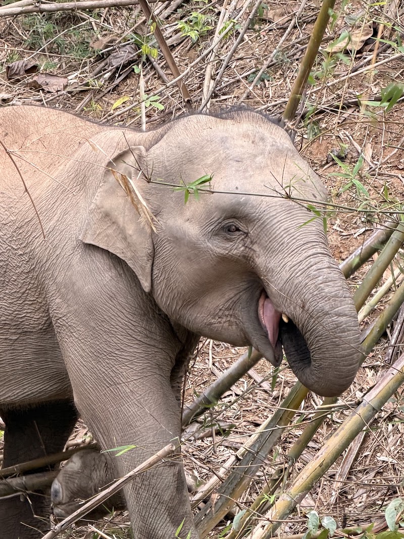 Photo 1 at MandaLao Elephant Conservation in Luang Prabang
