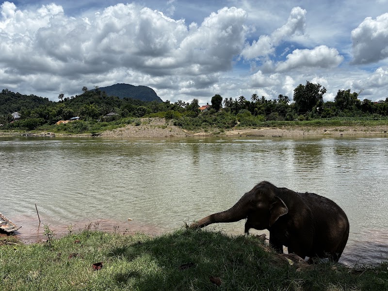 Photo 4 at MandaLao Elephant Conservation in Luang Prabang