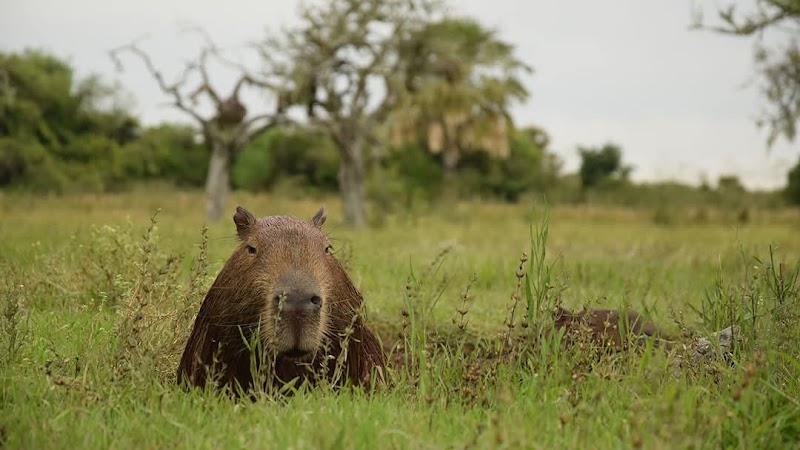 Parque Nacional Iberá in Corrientes