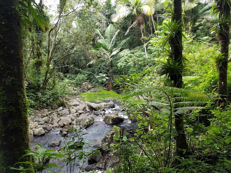 Photo 6 at El Yunque National Forest in 