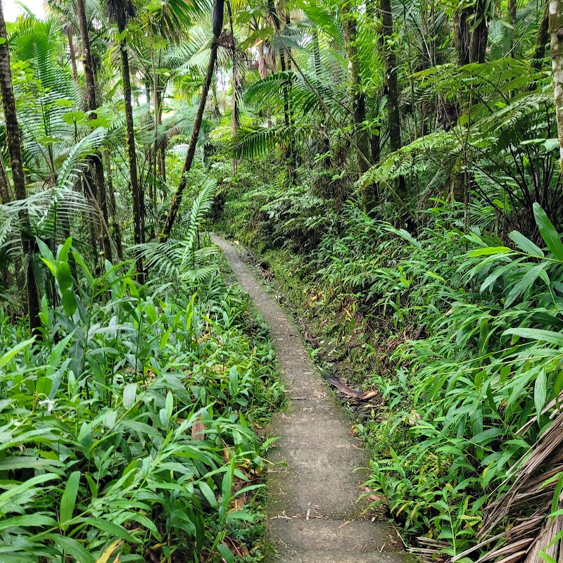 Photo 1 at El Yunque National Forest in 