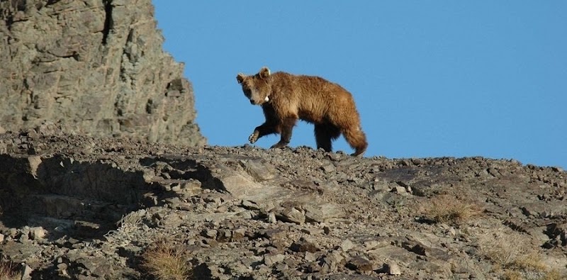 Photo 5 at Great Gobi Strictly Protected Area in 