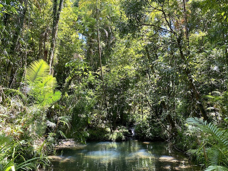 Daintree Rainforest in Cape Tribulation